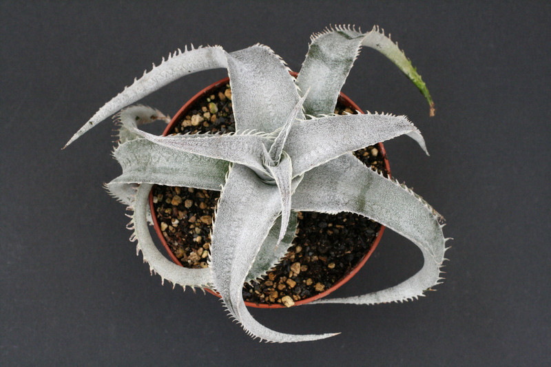 dyckia marnier lapostollei 12cm 3888