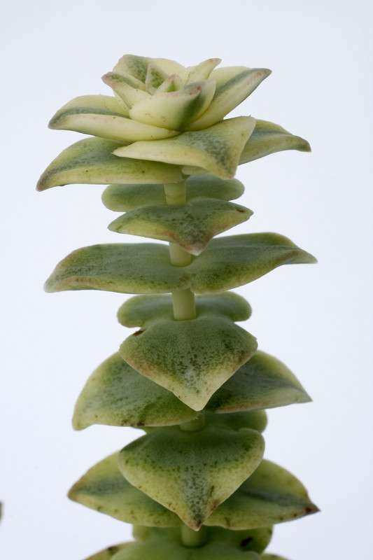 crassula perforata perforata variegata 7167