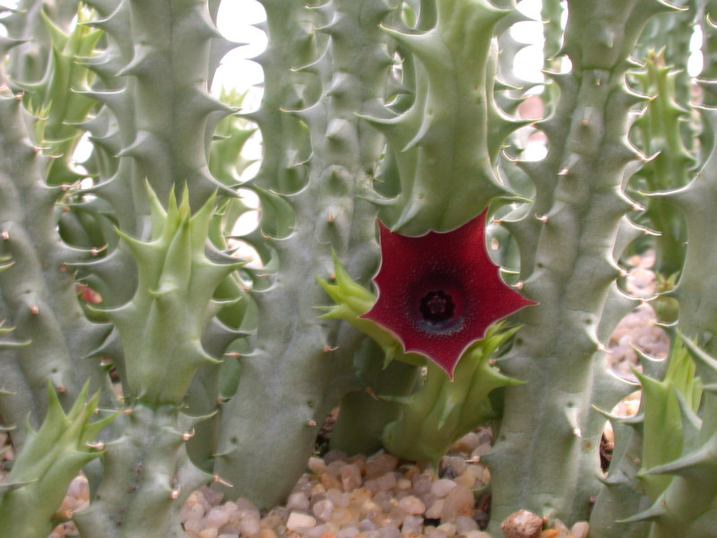huerniopsis atrosanguinea