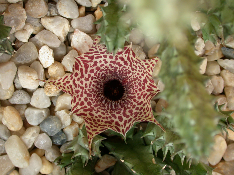 huerina reticulata citrusdal 02