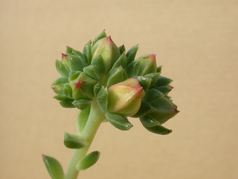 echeveria x derenosa 03