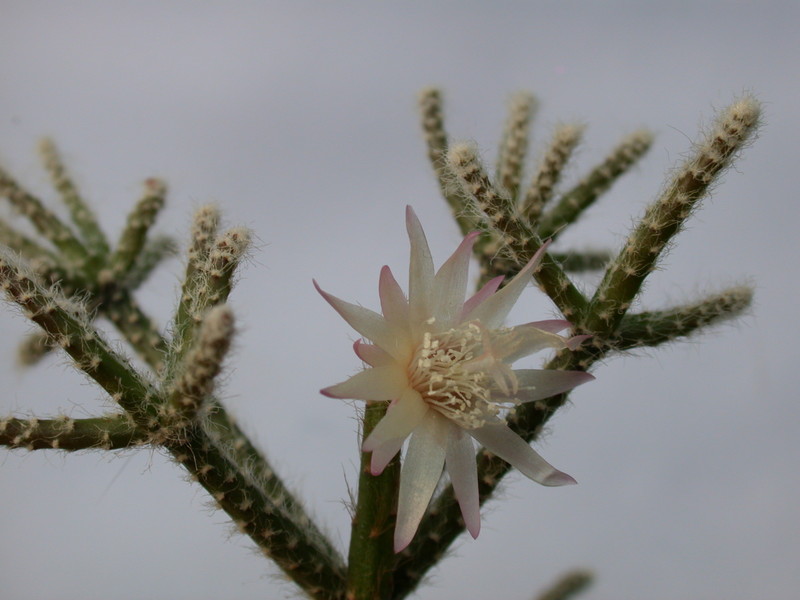 rhipsalis pilocarpa 2040