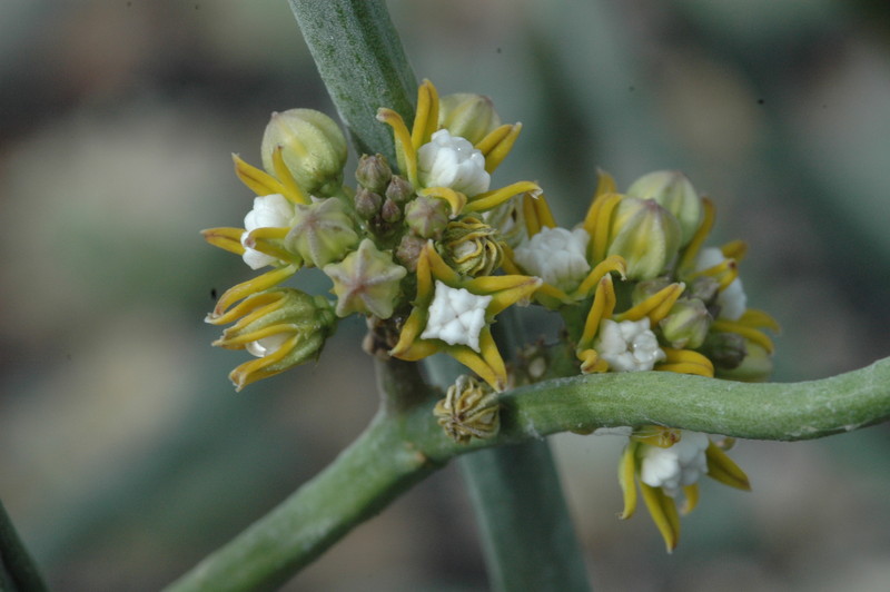 cynanchium perrieri 1063
