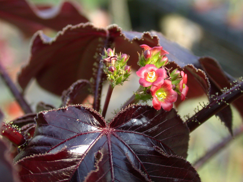 jatropha gossipifolia
