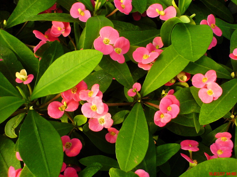 euphorbia millii pink cadillac