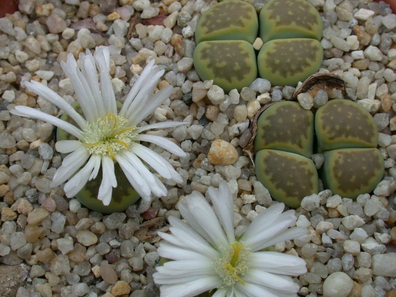 lithops hallii ochracea green soapstone1