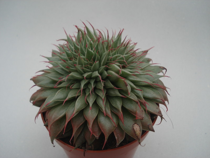 graptoveria silver star 8378
