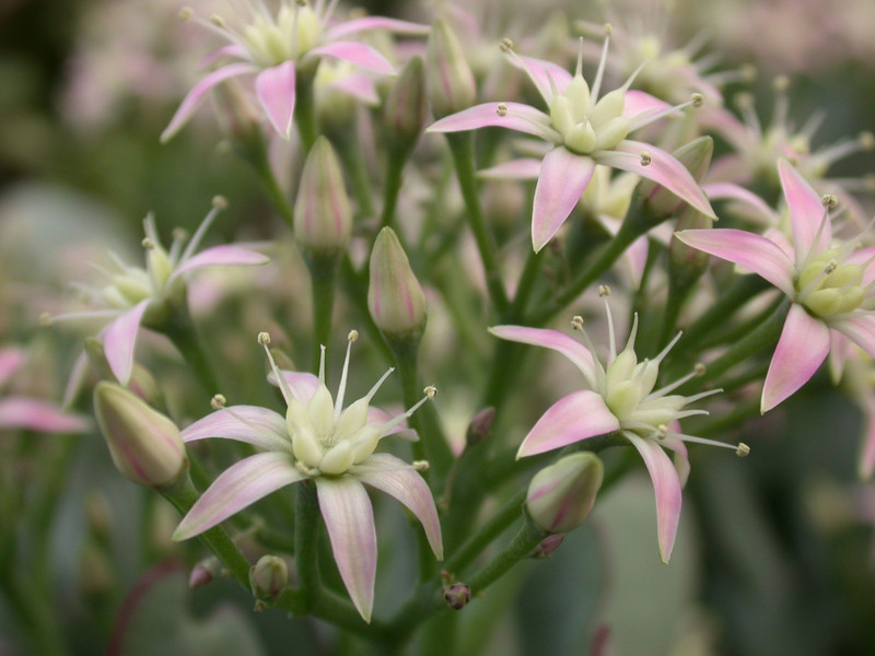 crassula portulacea blue hale 03