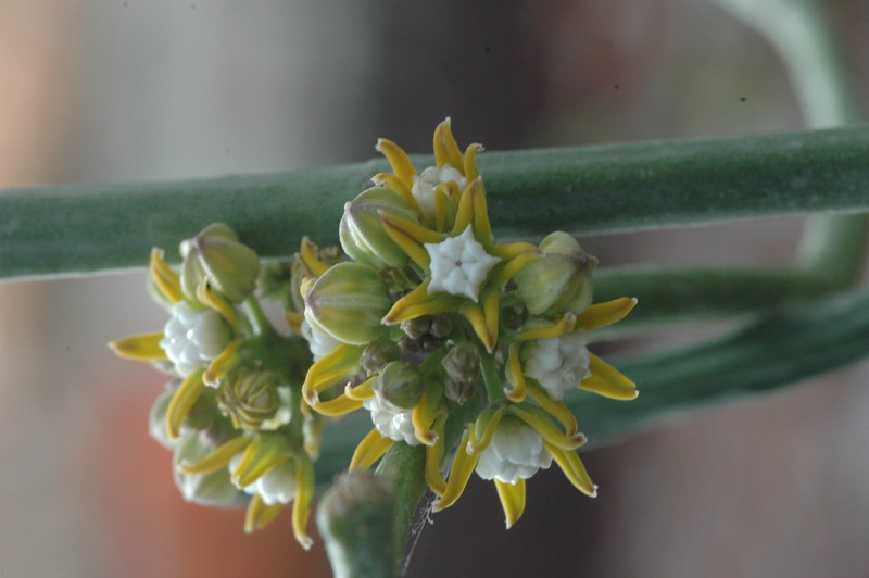 cynanchium perrieri 1065