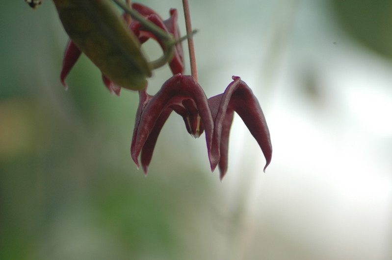 hoya macgillivrayi 708