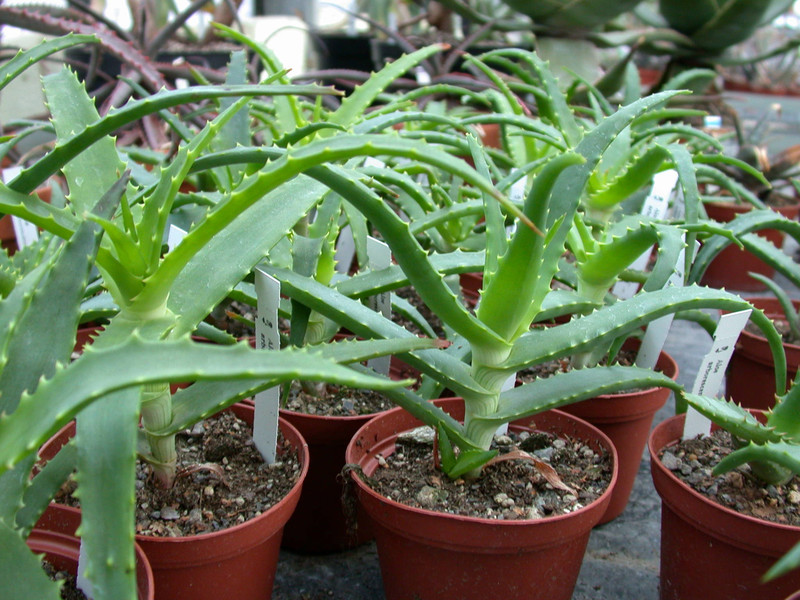 aloe arborescens1