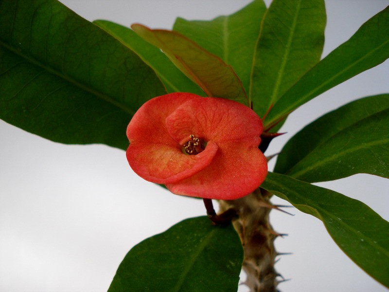 euphorbia milii thai hybr gulab kalang