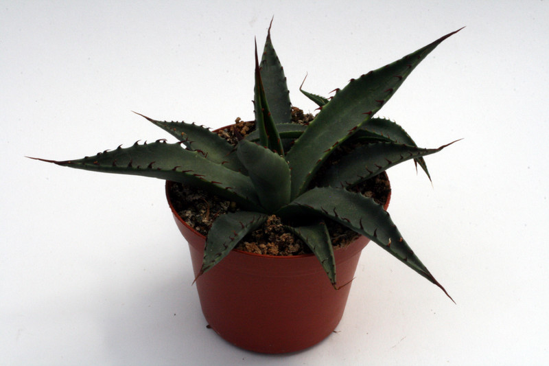 agave mckelveyana hillside az 0167