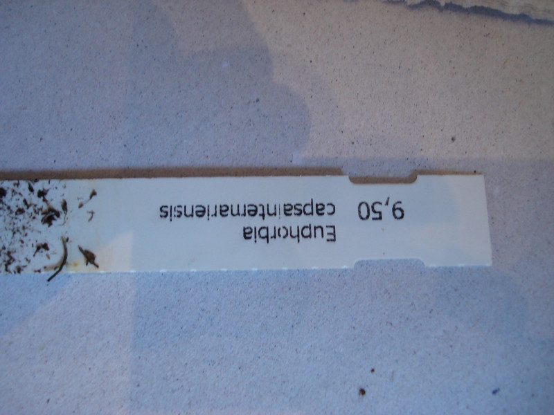 euphorbia capsaintmariensis 64