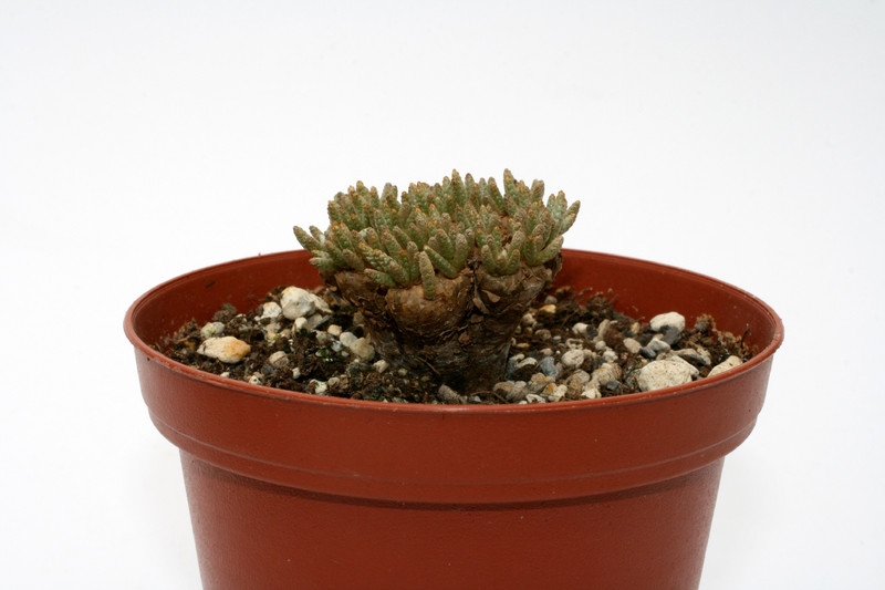 anacampseros alstonii 7476