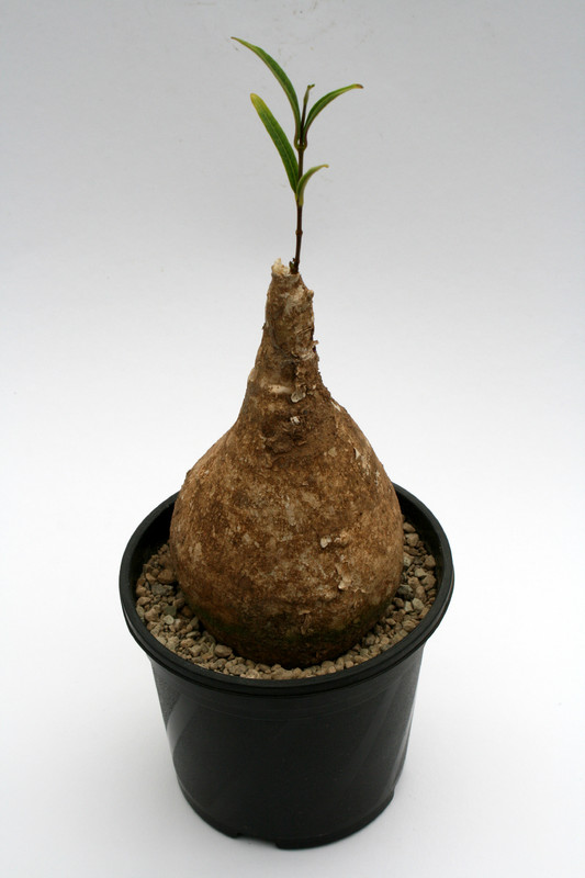 raphionacme longifolia 6964