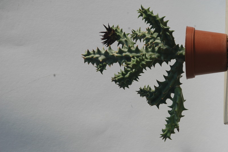 quaqua mammillaris 1742