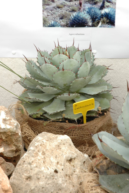 agave istmenensis 02