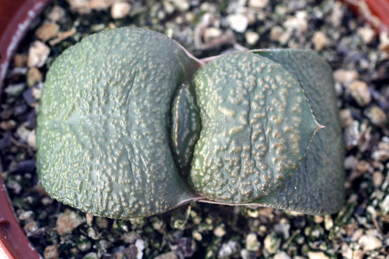 gasteria armstrongii 7254