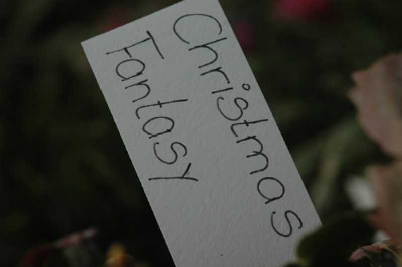 schlumbergera christmas fantasy 8196