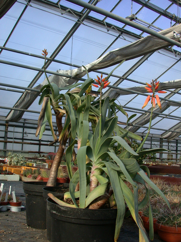 aloe plicatilis5