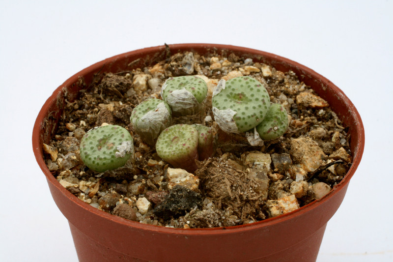 conophytum fraternum skimmelberg 2772