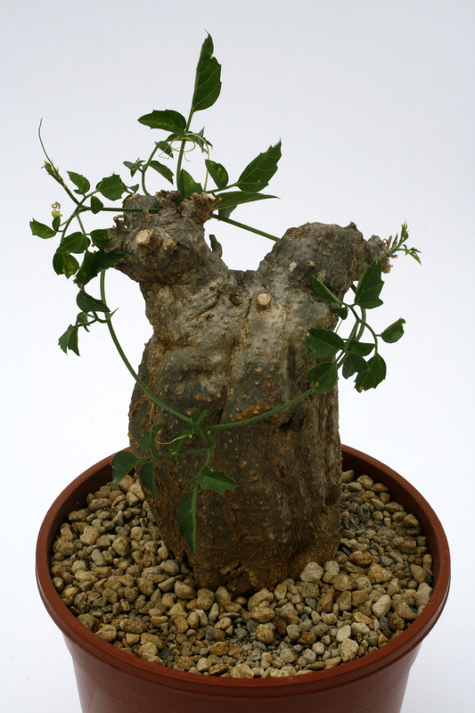 momordica rostrata 0656
