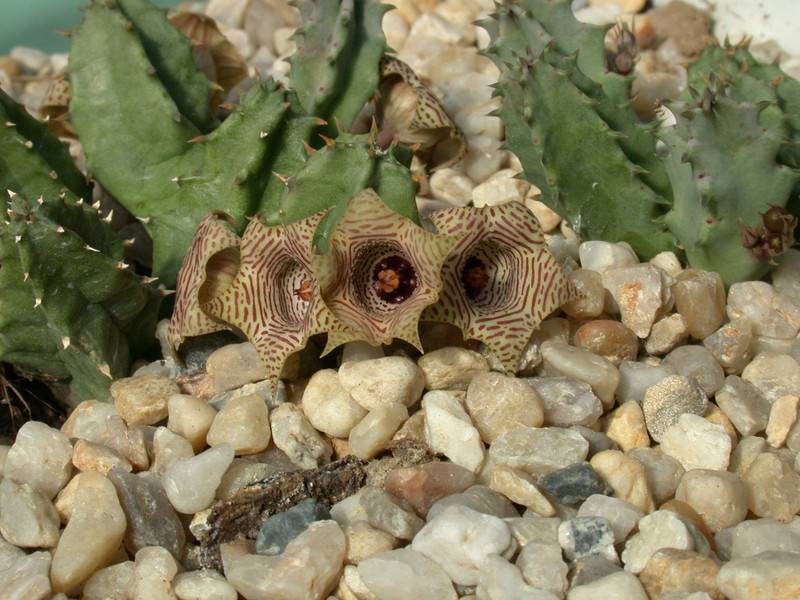huernia thuretii D1449 1