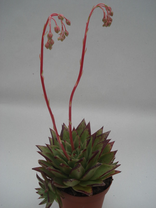 echeveria agavoides lipstick 8351