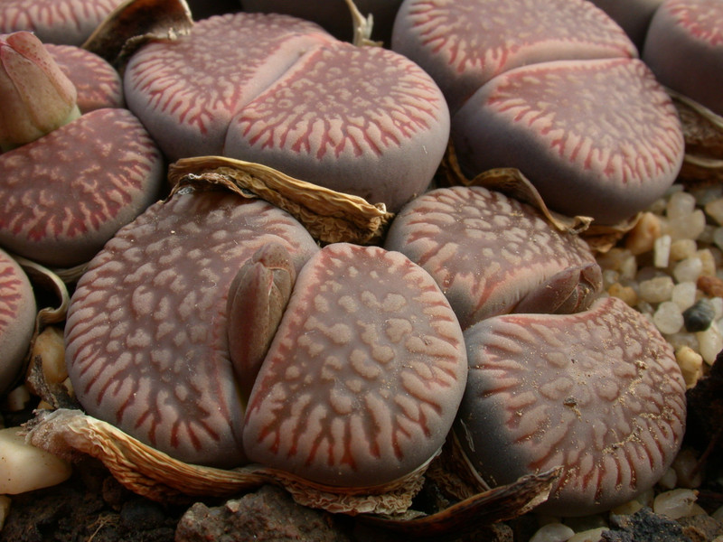 lithops aucampiae euniceae c48 03