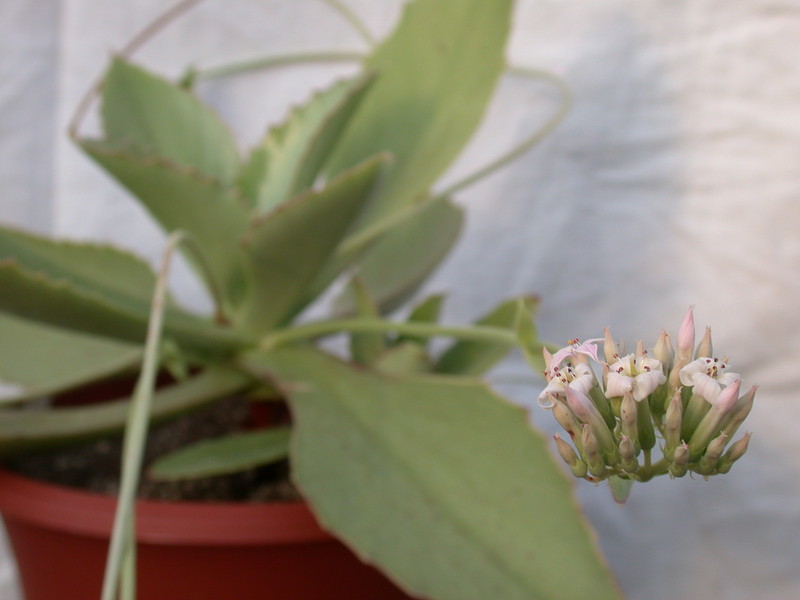 kalanchoe synsepala 8599