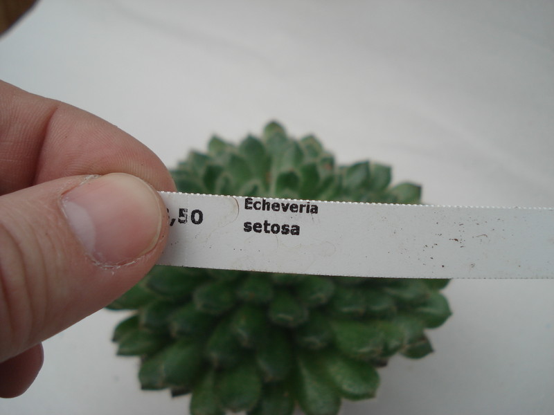echeveria setosa 8324