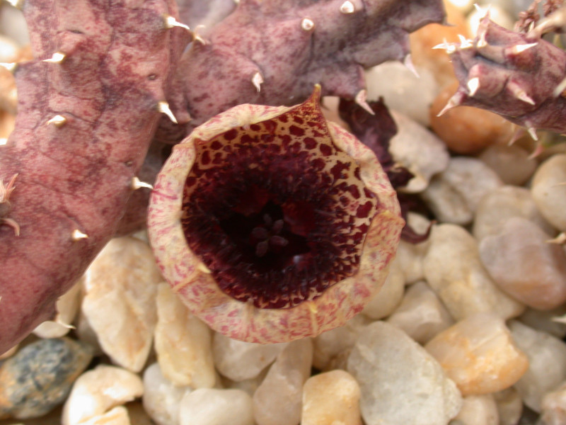huernia kirkii aidi witrivier d507 01