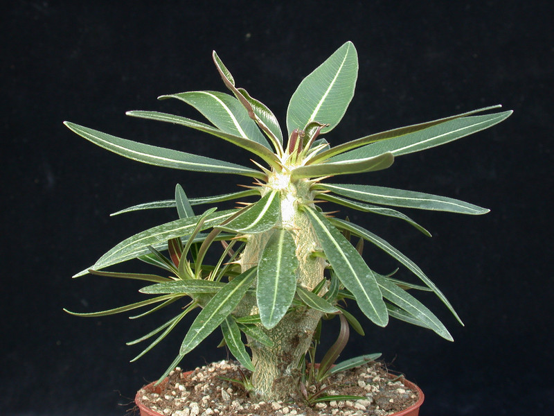pachypodium horombense 06