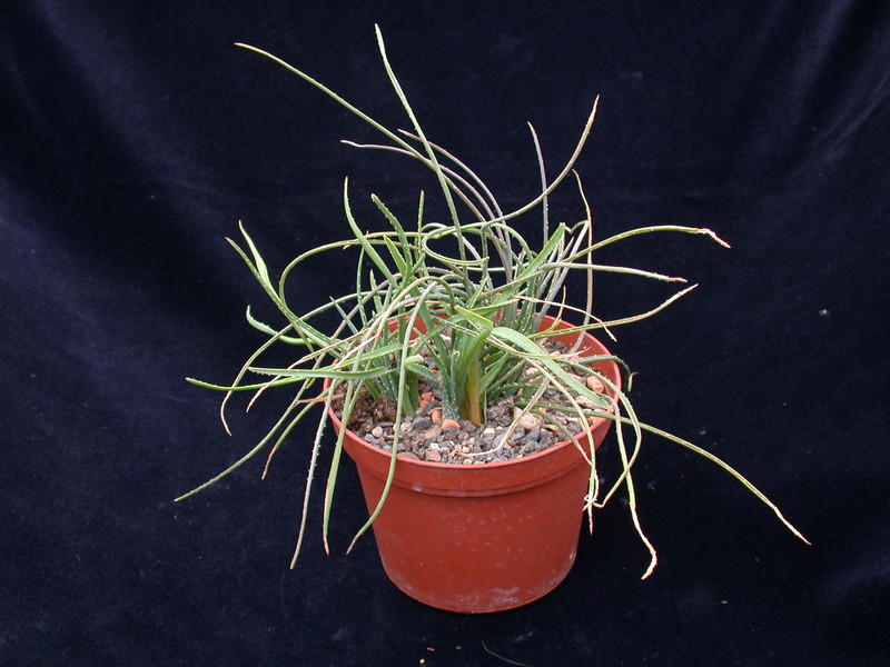 aloe bowiea chamaealoe africana 02