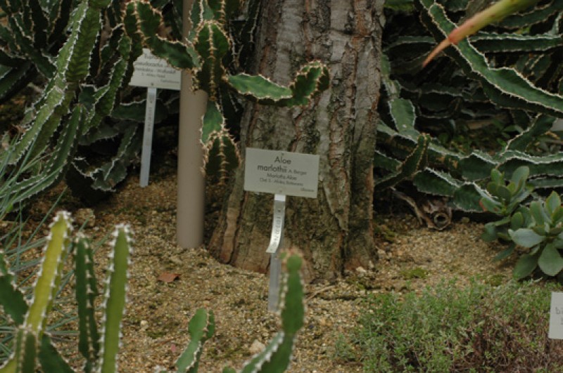 aloe marlothii 02