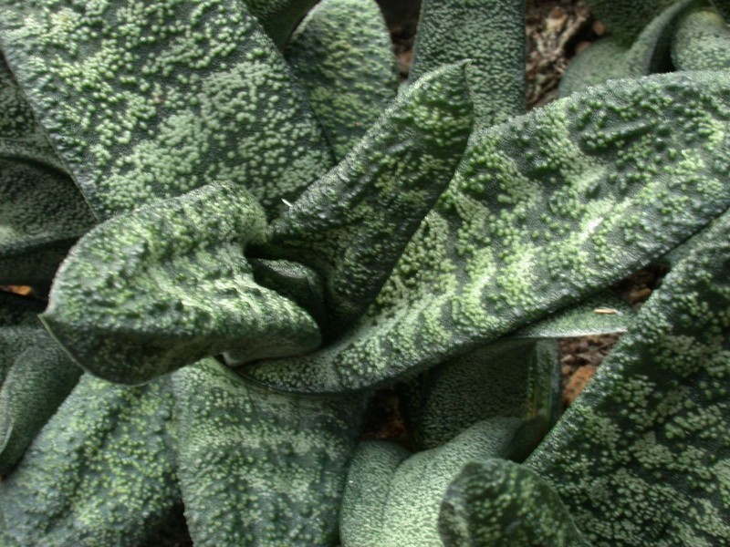 gasteria batesiana 02