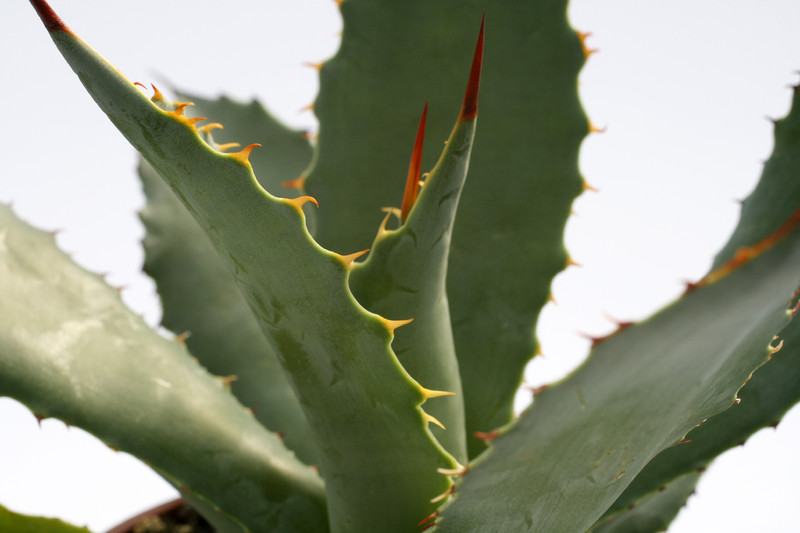 agave maximiliana chiroga 7836