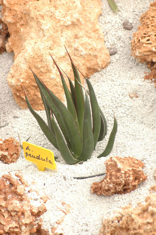 agave pendula 01
