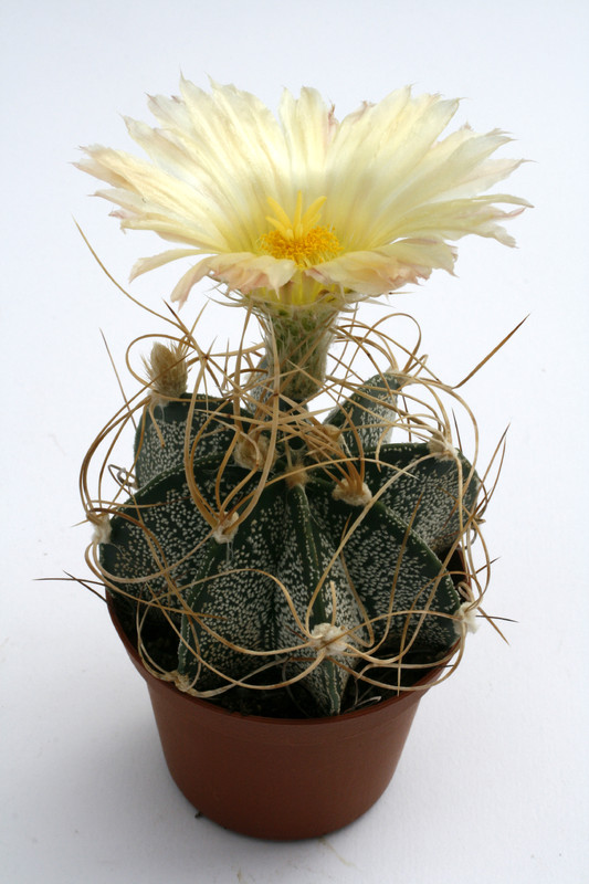 astrophytum crassispinoides 9895