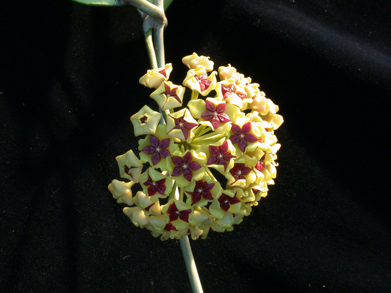 hoya cinnamomifolia 0091 1