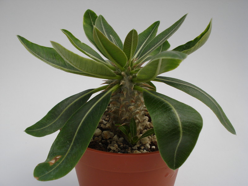 pachypodium rosulatum 731