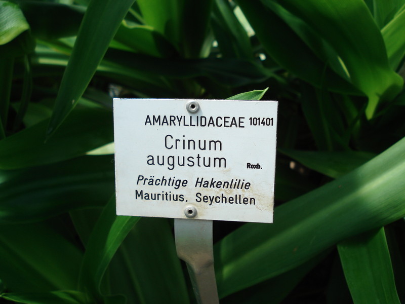 crinum augustum 450