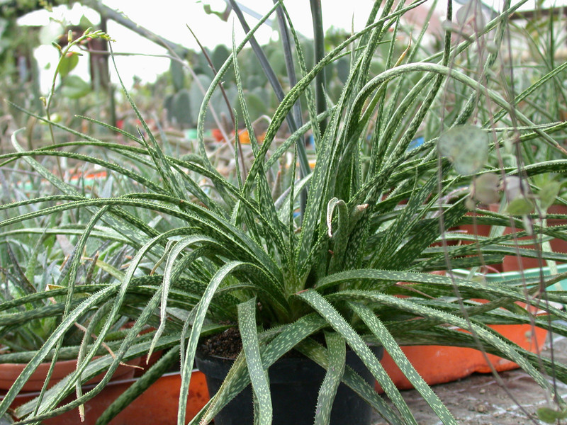 aloe bellatula 1