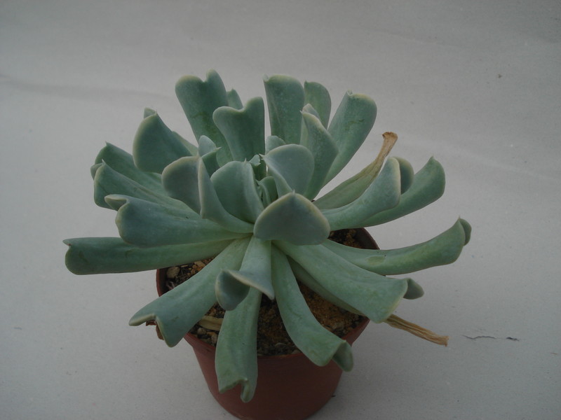 echeveria runyonii 8333