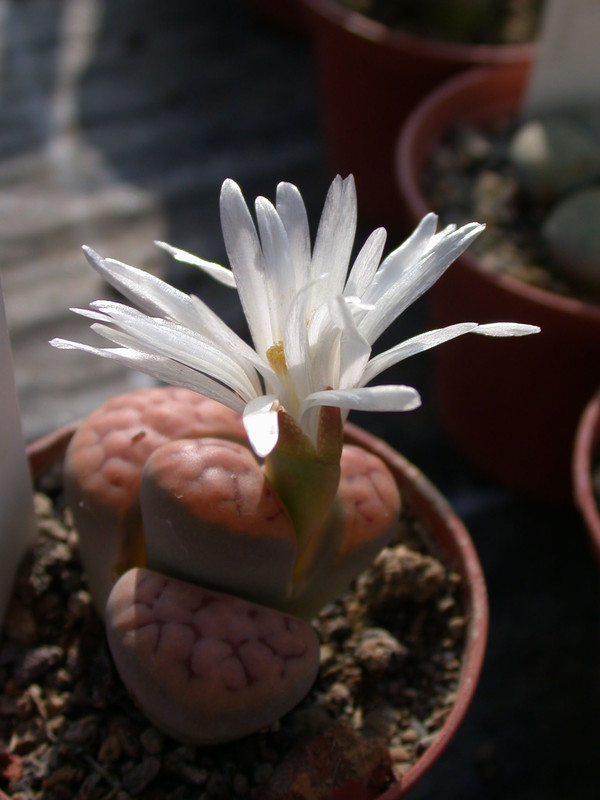 lithops karasmontana tischeri 02