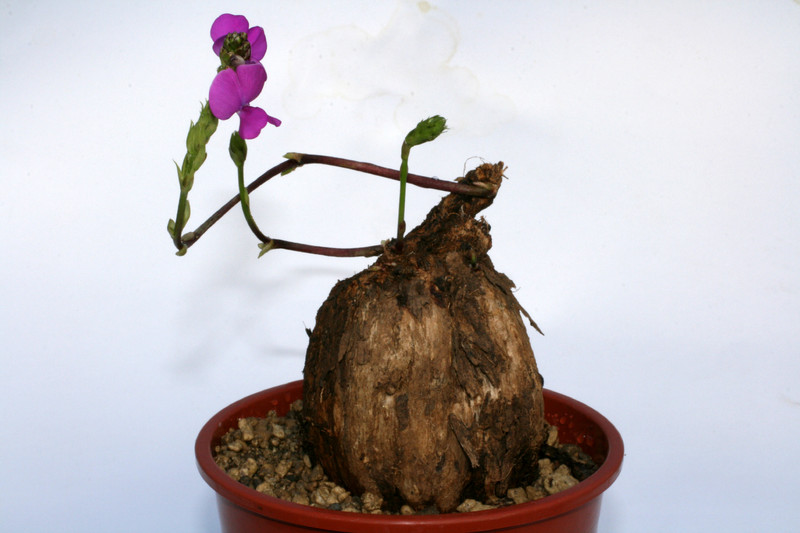 dolichos kilimandscharicus 4685