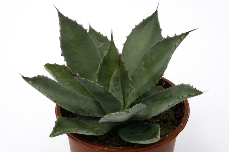 agave congesta comitan chiapas 0685