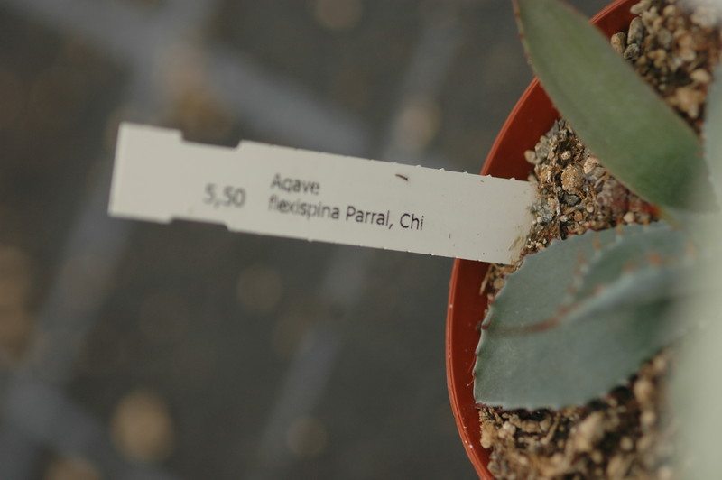 agave flexispina parral 8692