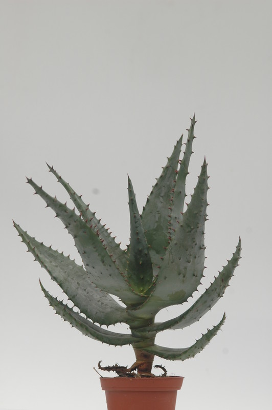 aloe ferox 8731